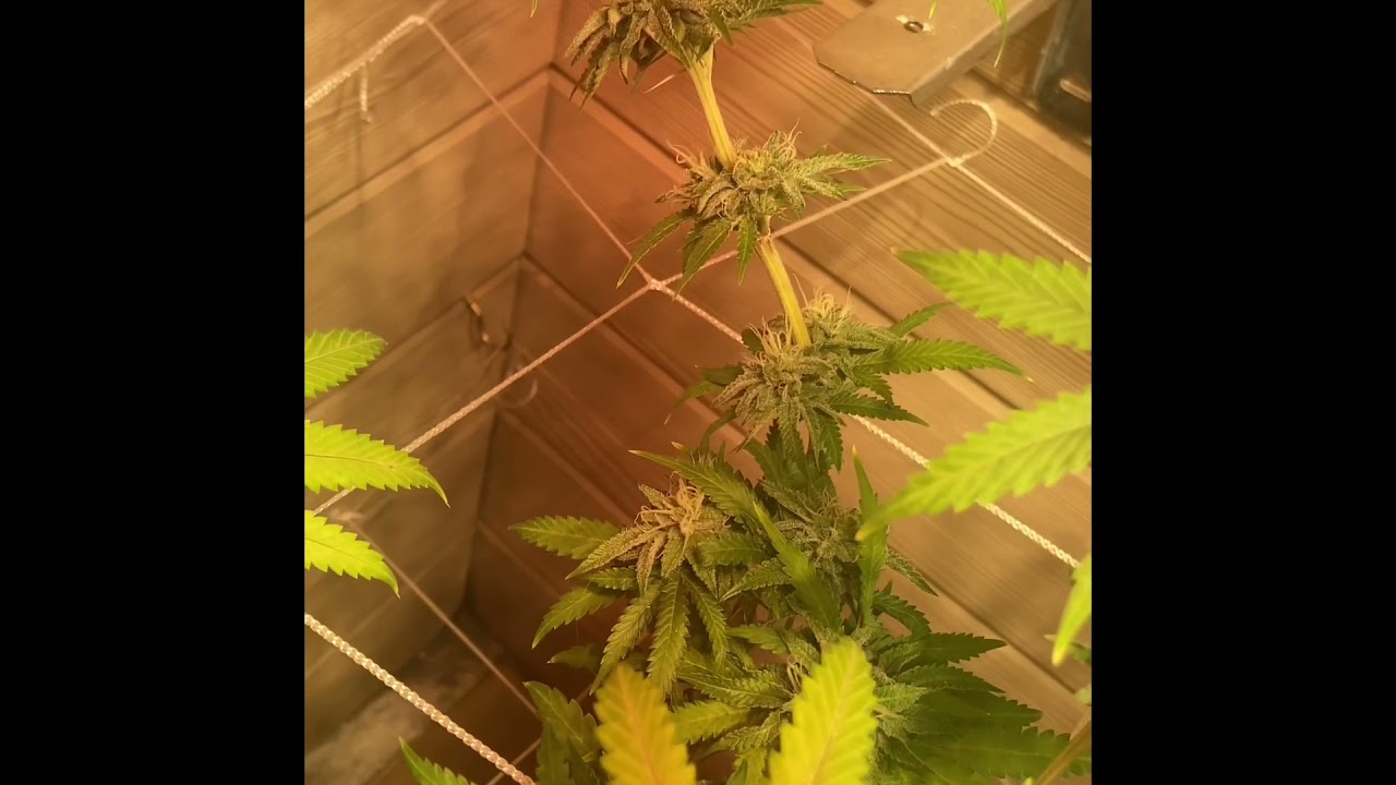 Gelato 33