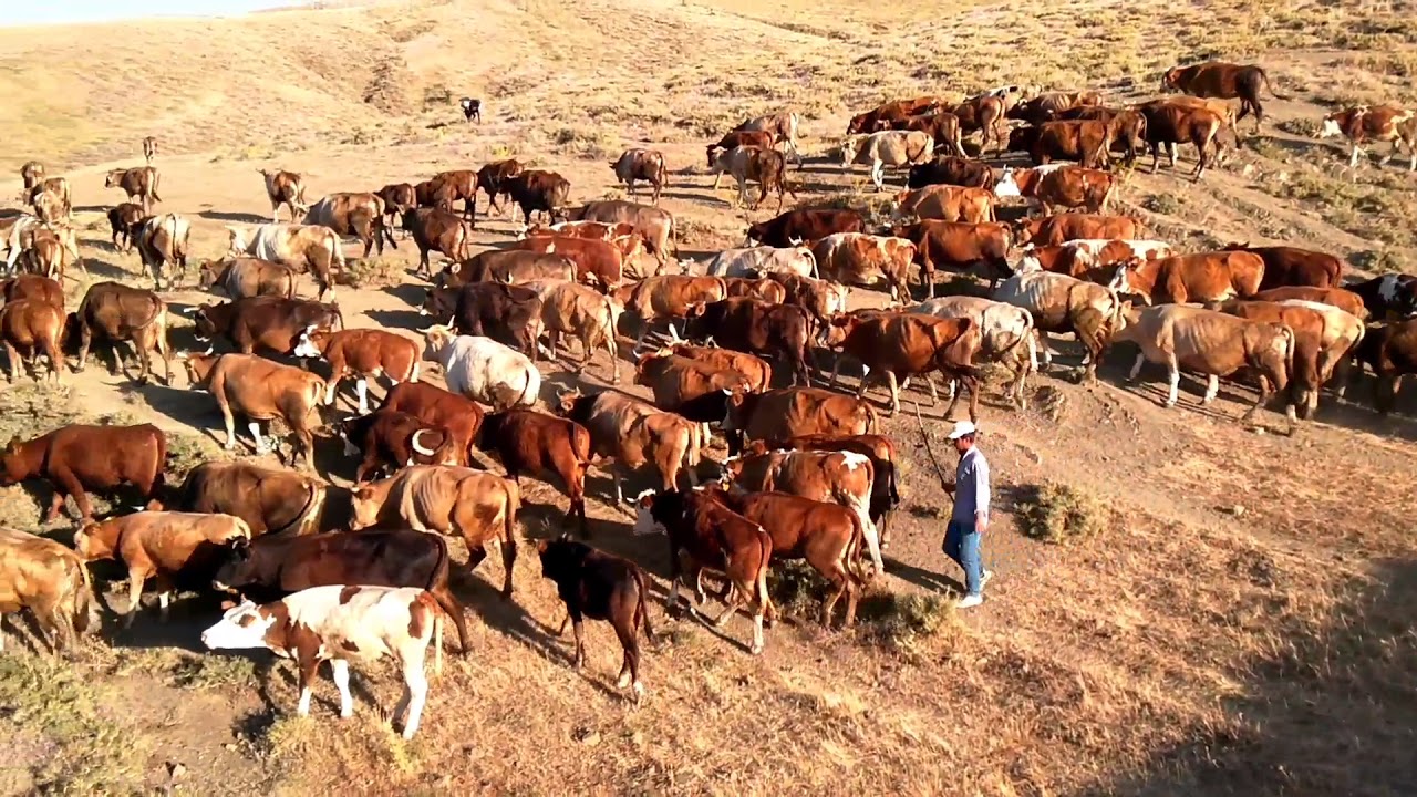 ERZİNCAN BOĞAZLI KÖYÜ NAHIR GİDİŞİ