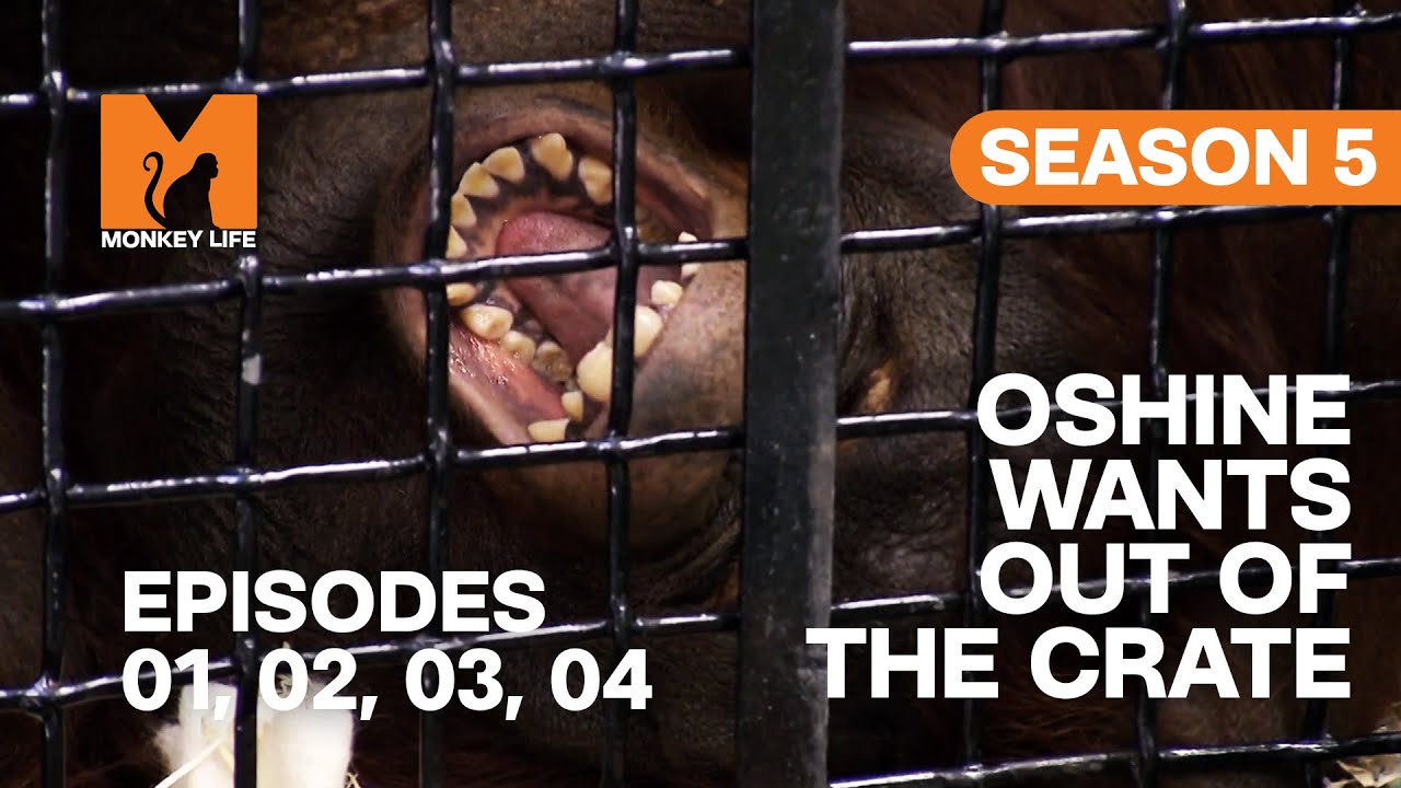 Oshine Cannot Travel in Monkey Life | S05 E01, 02, 03 & 04 | Full Episodes