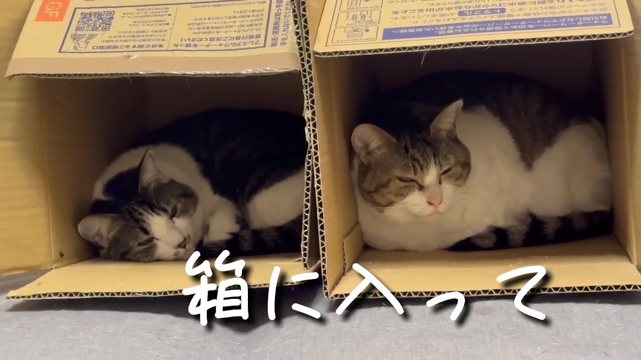 箱に入って