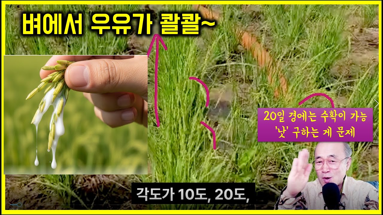 아프리카 벼 재배. 벼에서 우유가 콸콸~~. 수확 직전인데, 낫을 구해야지. #중앙아프리카공화국 #새마을