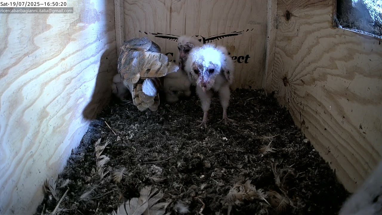 Young Barn owls Italy  |MCBI Project UNIN - University of Nature 4K