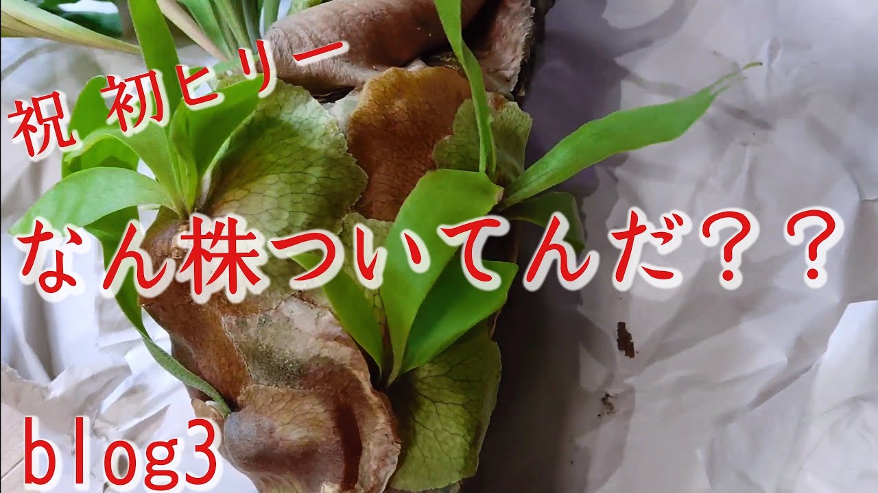 【植生活】ビカクシダ ヒリー 株分けしてみた♪