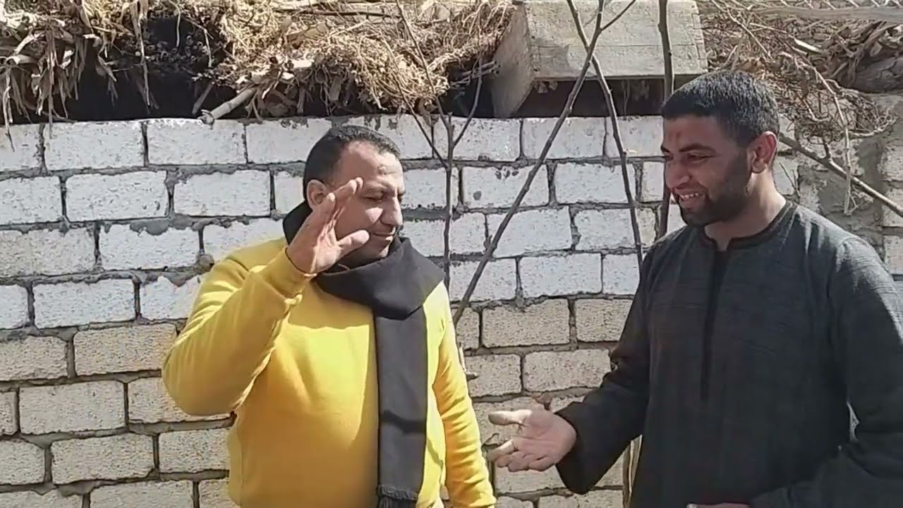 الشاب ايمن وادمان تربيه العجول الهوليشتين ذكاء وفن التربيه