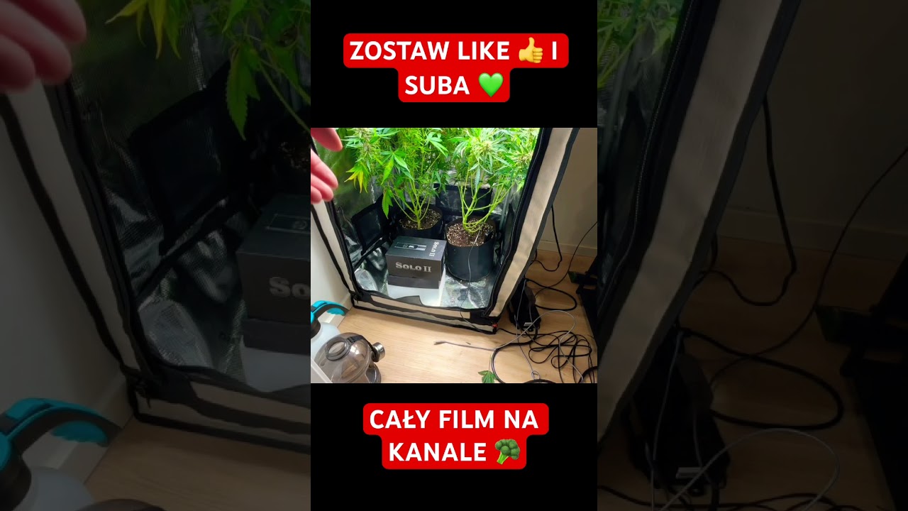 LEGALNA UPRAWA MARIHUANY W NIEMCZECH. #uprawa #viral #grow #chill #diy #rośliny #diy
