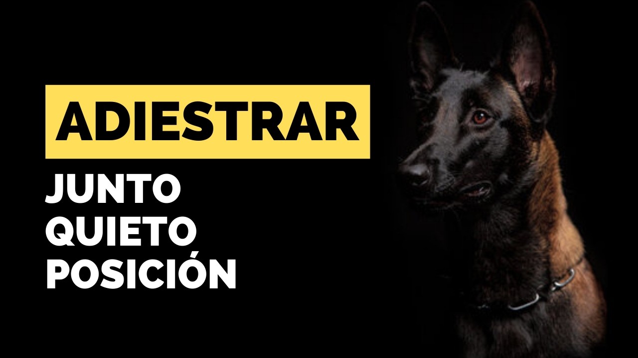 Como enseñar a un perro a caminar junto SIN correa|Bases del adiestramiento IMPRESCINDIBLES|2