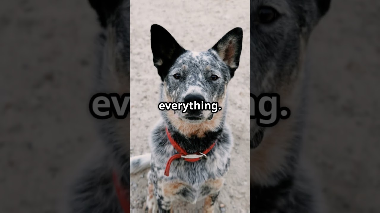 Blue Heeler - 3 Reasons They're Top Guard