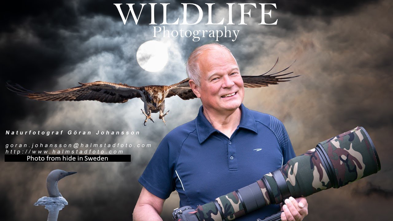 WILDLIFE PHOTOGRAPHY II Bird photography from hide II See my hide II Nikon Z6 II