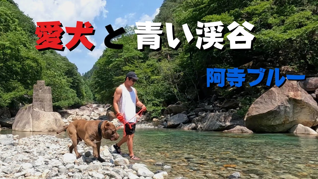 【犬連れ車中泊旅】長野県 阿寺渓谷で森散策&川遊び！神秘的な阿寺ブルー、見るだけで涼しくなります♪
