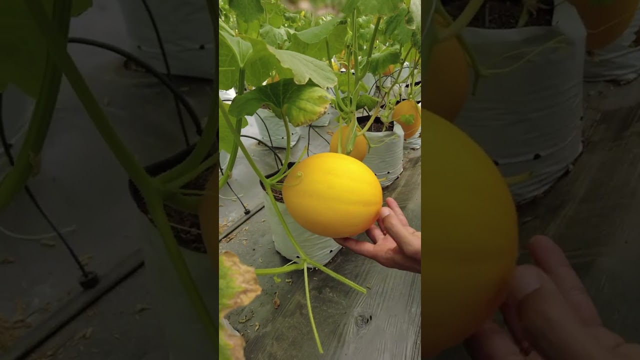 Tham quan vườn dưa lưới Châu Đốc