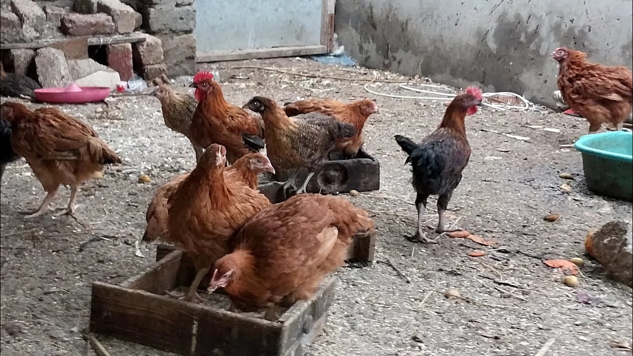 روتين عند طيورنا وحركة تنقلات 