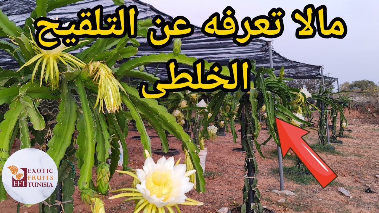 ما لم تعرفه عن التلقيح الخلطي لفاكهة التنين#FruitsExotiques