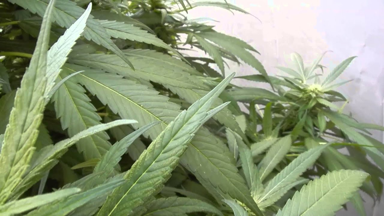 Gdp outdoor granddaddy purp