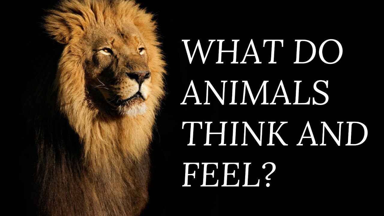 WHAT DO ANIMALS THINK AND FEEL - Secrets behind real animal feelings and thoughts revealed