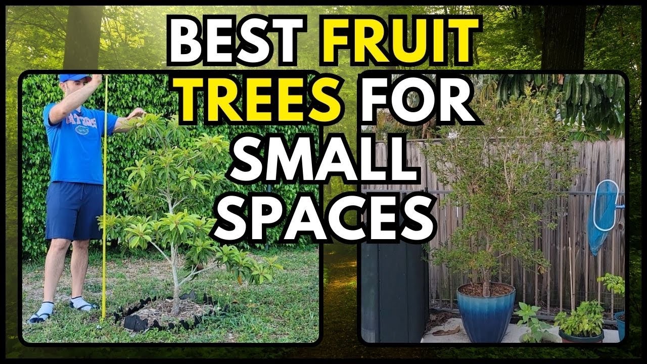 Grow These 5 Tropical Fruit Trees If You Don't Have Space!