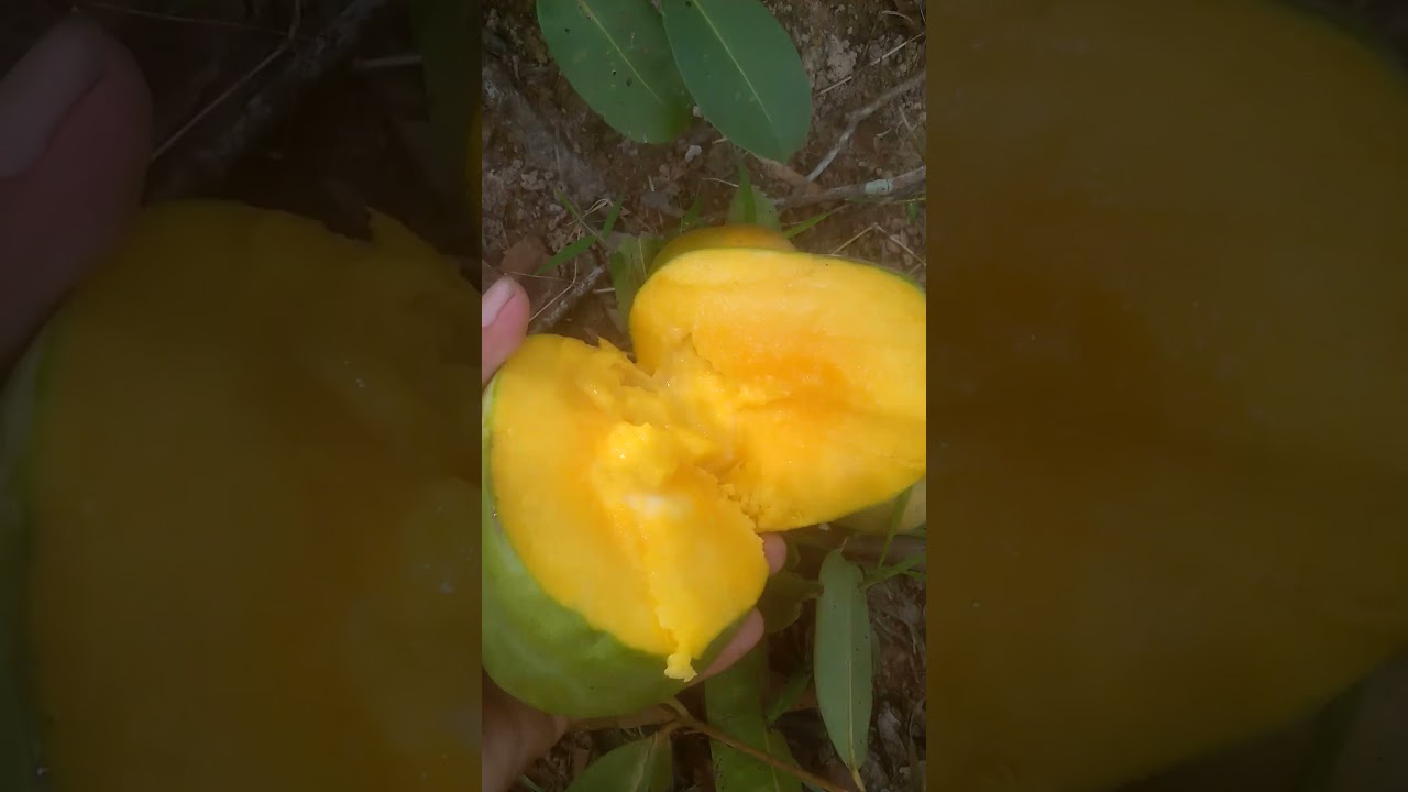 Amazingly ripe mangoes #fruit #enjoynature #freshnature #farming #rural #tree #gardening #satisfying