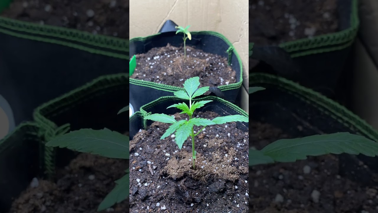 Super Skunk 🦨 Home Grow Timelapse Weeks 2/ 3 #homegrow #growbox #legalisierung #cannabis #timelapse