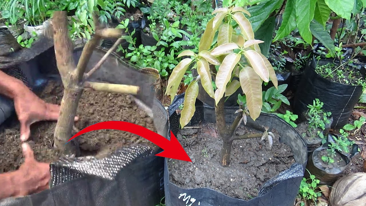 TIPS Menanam MANGGA Di POT Agar Subur & Cepat Berbuah