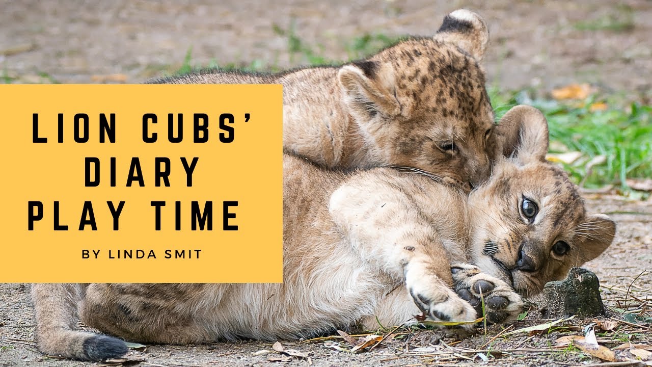 Lion cubs' diary Ep2: playtime | Lioness has her paws full. Running, climbing trees, jumping on mum