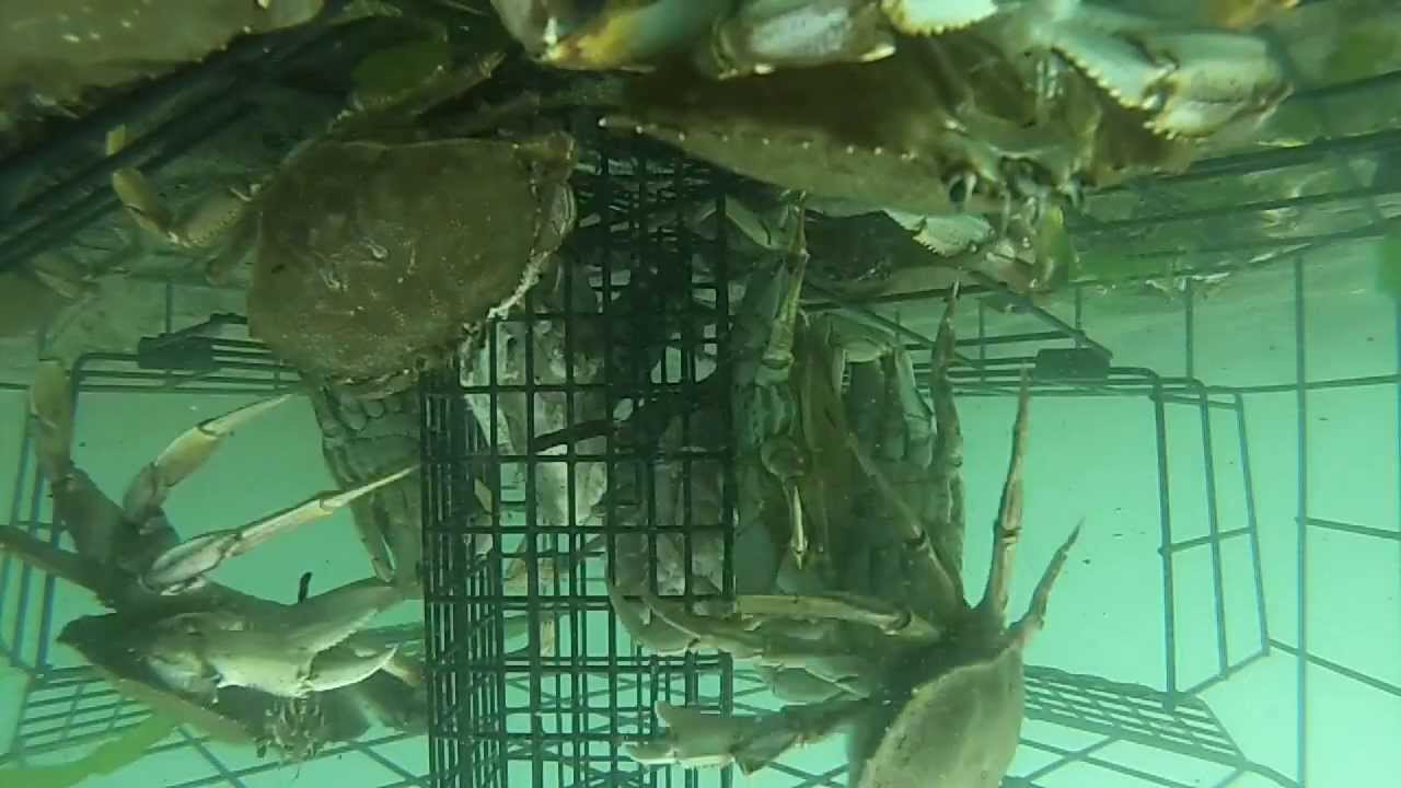 GoPro Underwater Crab Trap / Crab Net