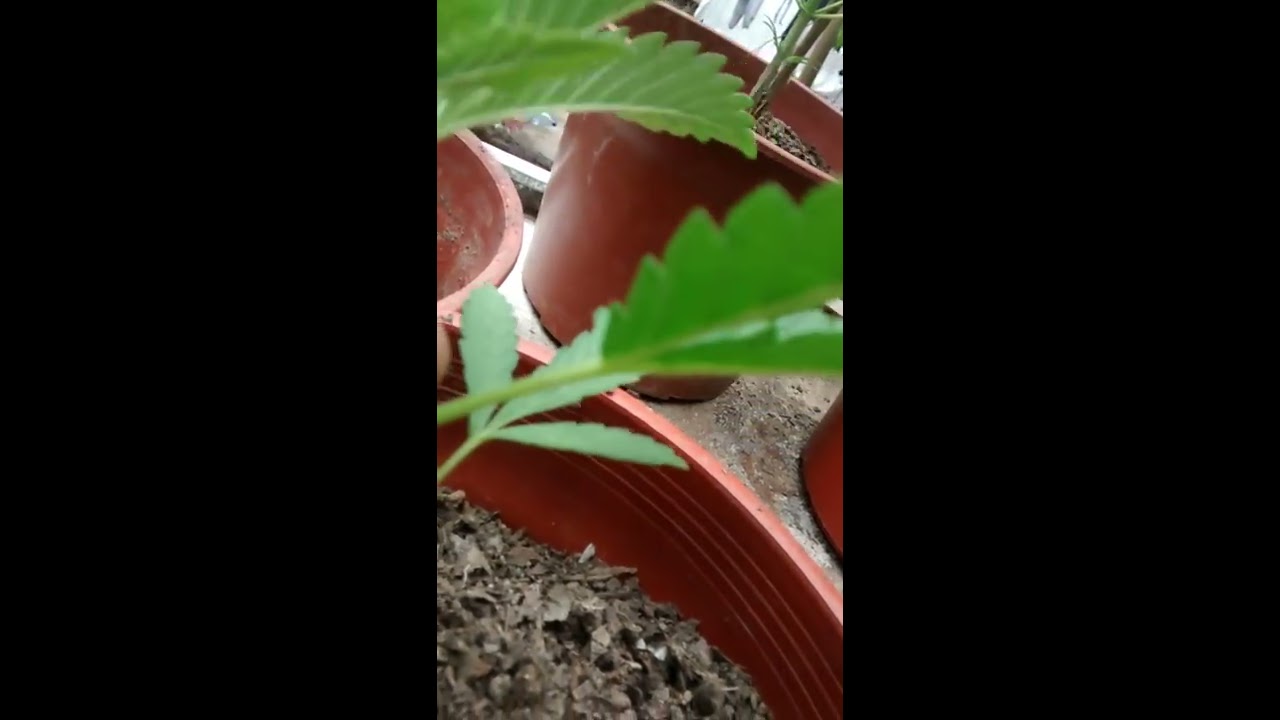 Diferenciar marihuana hembra y macho