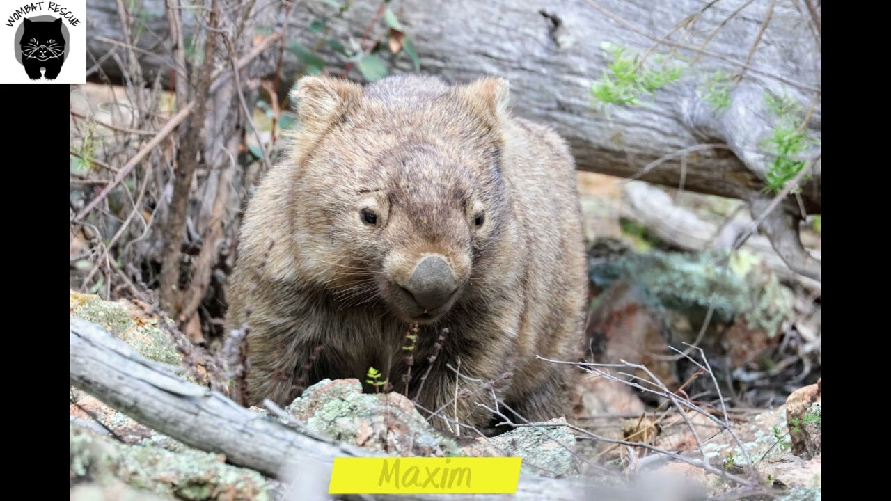 Wombats we helped August 2025