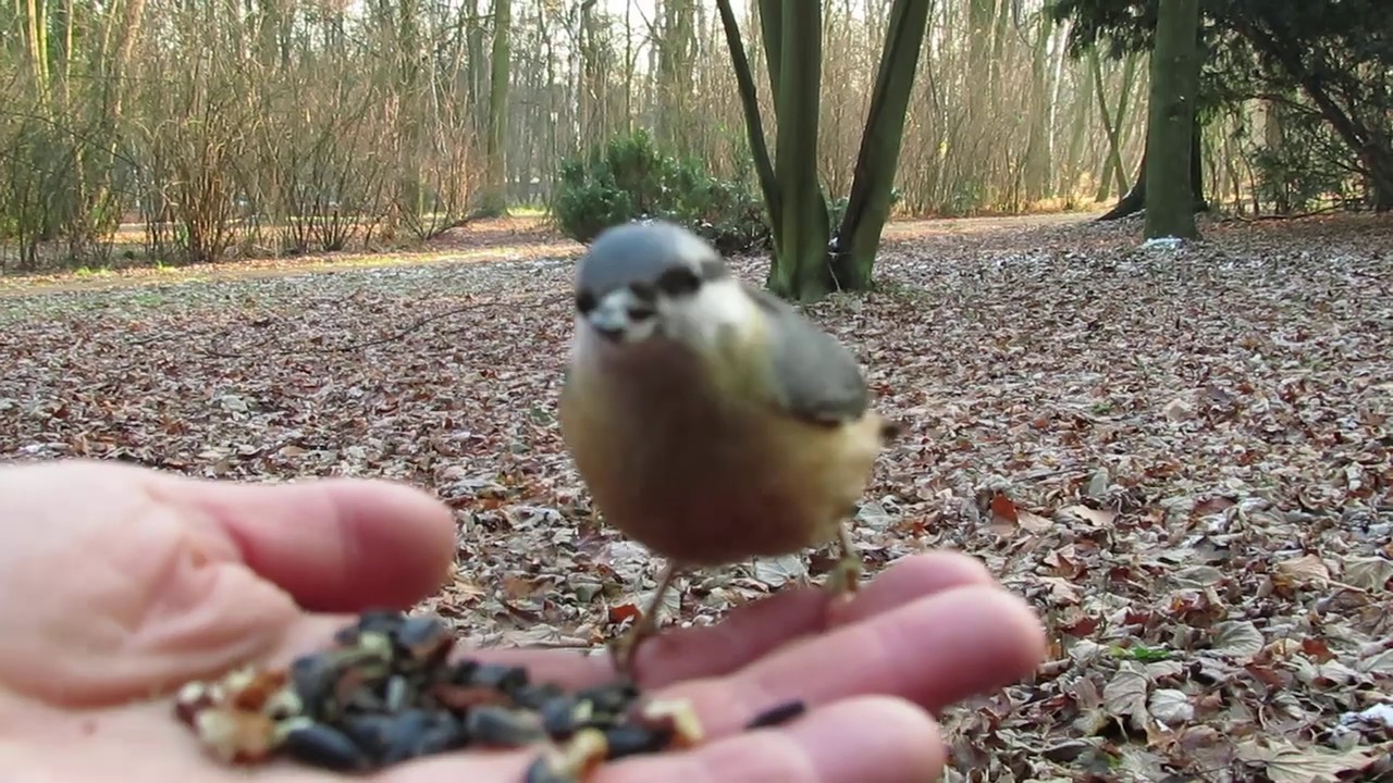 Squirrels on my hand / wiewiórki /szalony poranek 5.12.2019