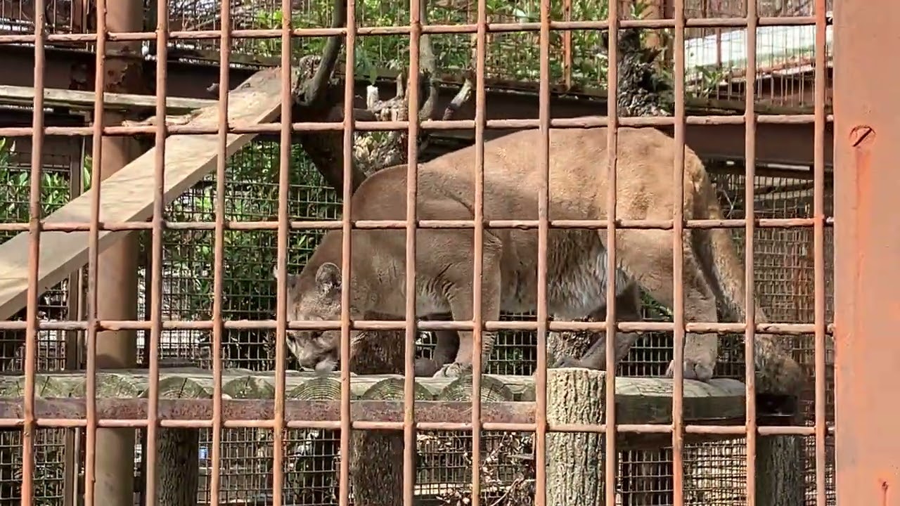 とべ動物園ピューマ　2026/2/23