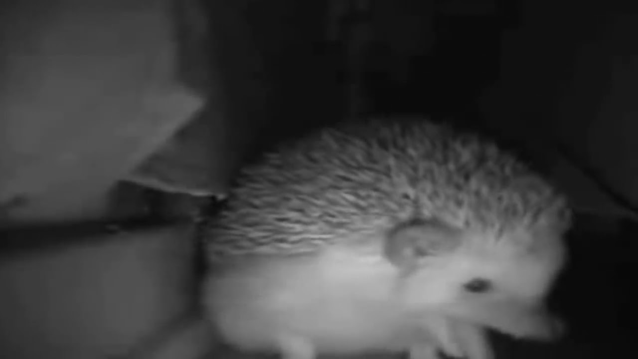 [#1] The sneeze of the hedgehog😨 (Lo starnuto del riccio)😨