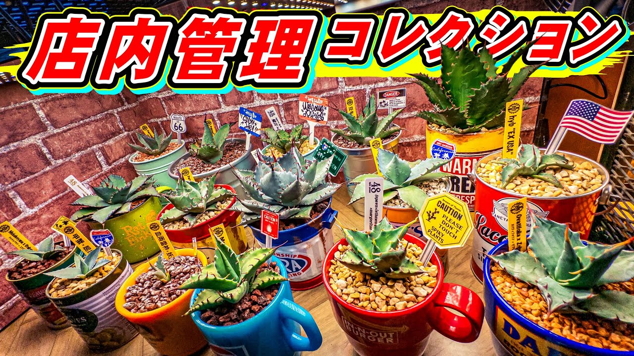 【一軍紹介】ウェルカム店内で育成しているカッコいいアガベとハデ鉢を撮っちゃうぜ！