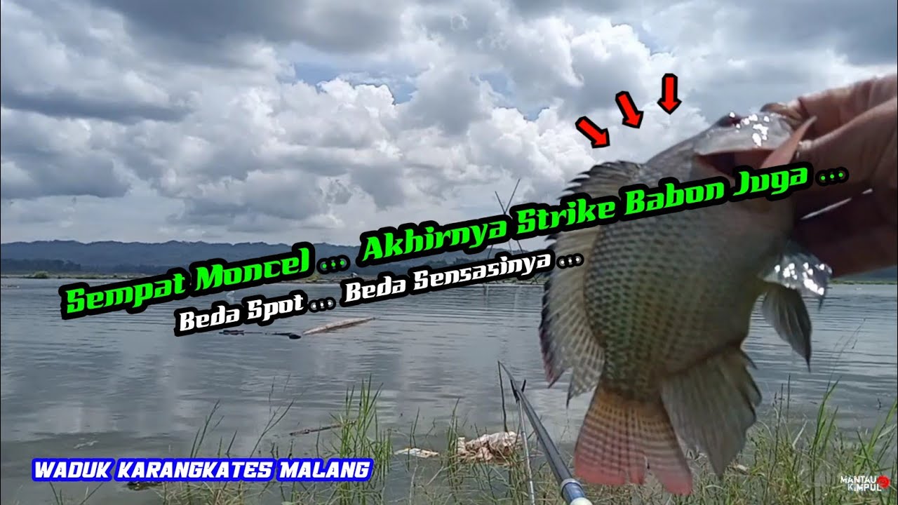 Akhirnya Strike Babon Nila | Spot Liaran Bonklopo Sumberpucung | Waduk Karangkates Malang WKK