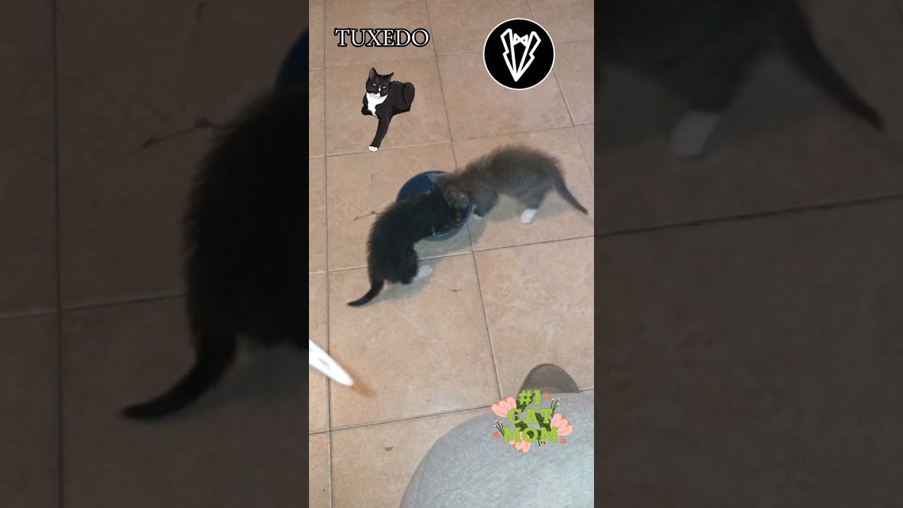 Hi meet my new Furbaby TUXEDO 🤵‍♂️ 🐈‍⬛️ | Cat Mom | Kitten Son | This is Love ❤️ 