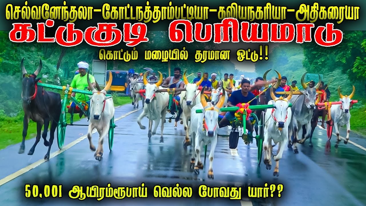 கட்டுகுடி பெரியமாடு பந்தயம் 2026 Periyamadu  Race