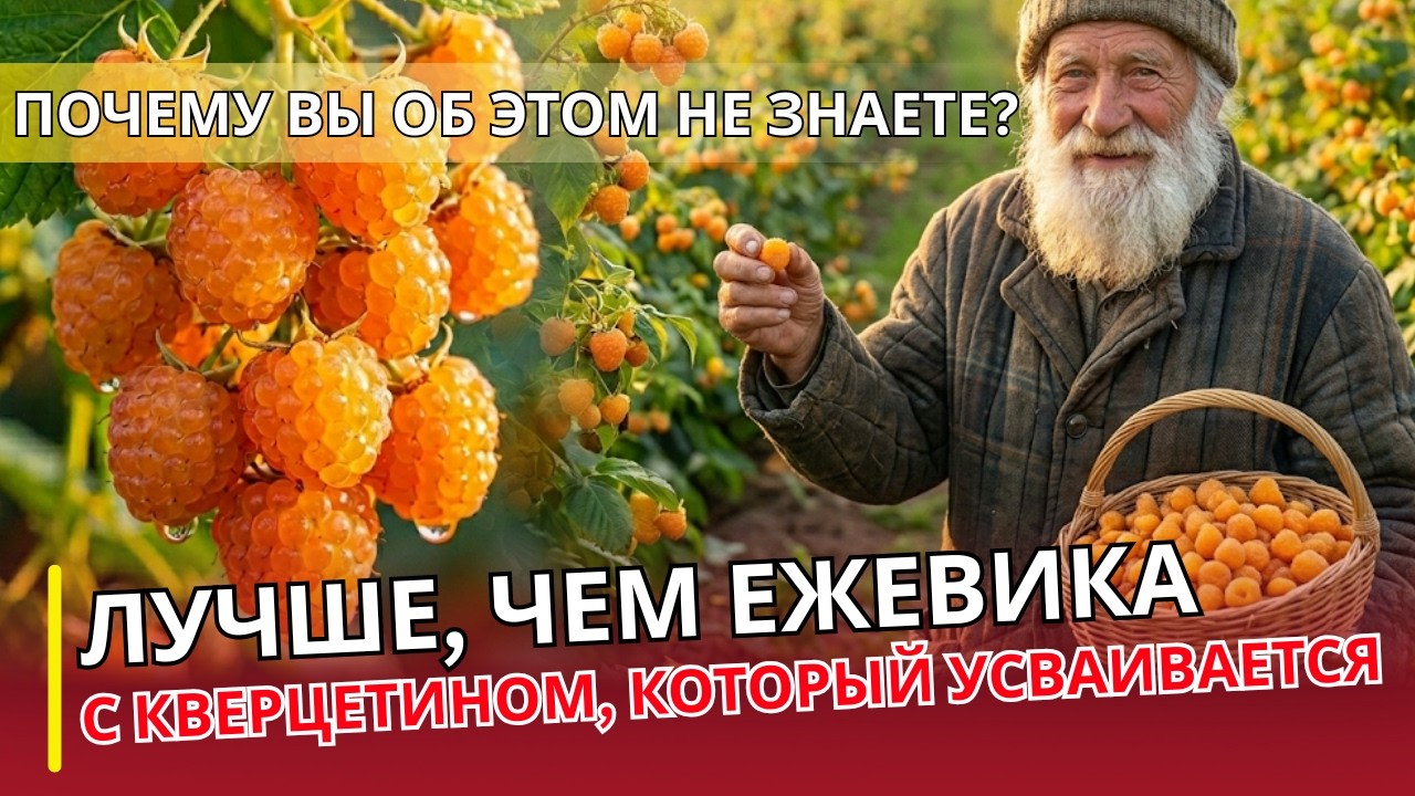 УРОЛОГ ОТВЕЧАЕТ: Жёлтая малина слаще клубники и мощнее антиоксидантов — почему вы не знали? раньше!!