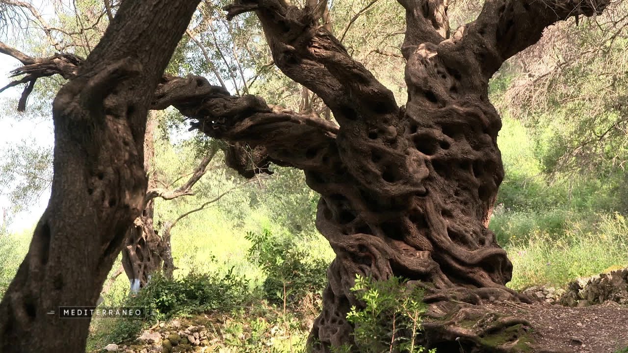 A Corfou, en Grèce, de jeunes oléiculteurs donnent un nouvel élan à la production d’huile d’olives