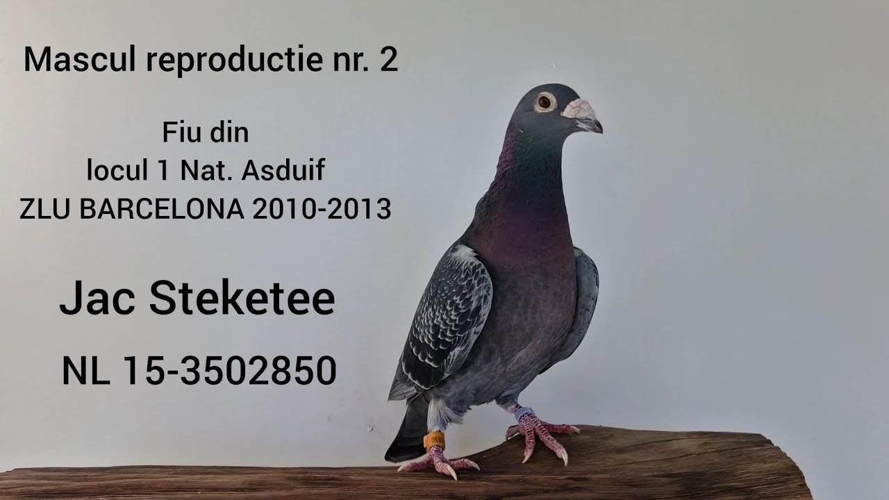 Jac Steketee pigeon 🏅