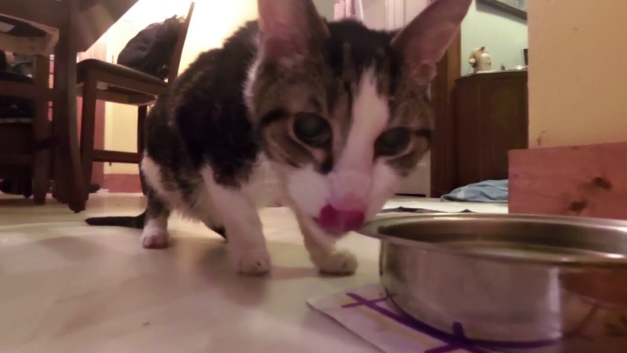 My cat has Neuropathy see what it looks like!