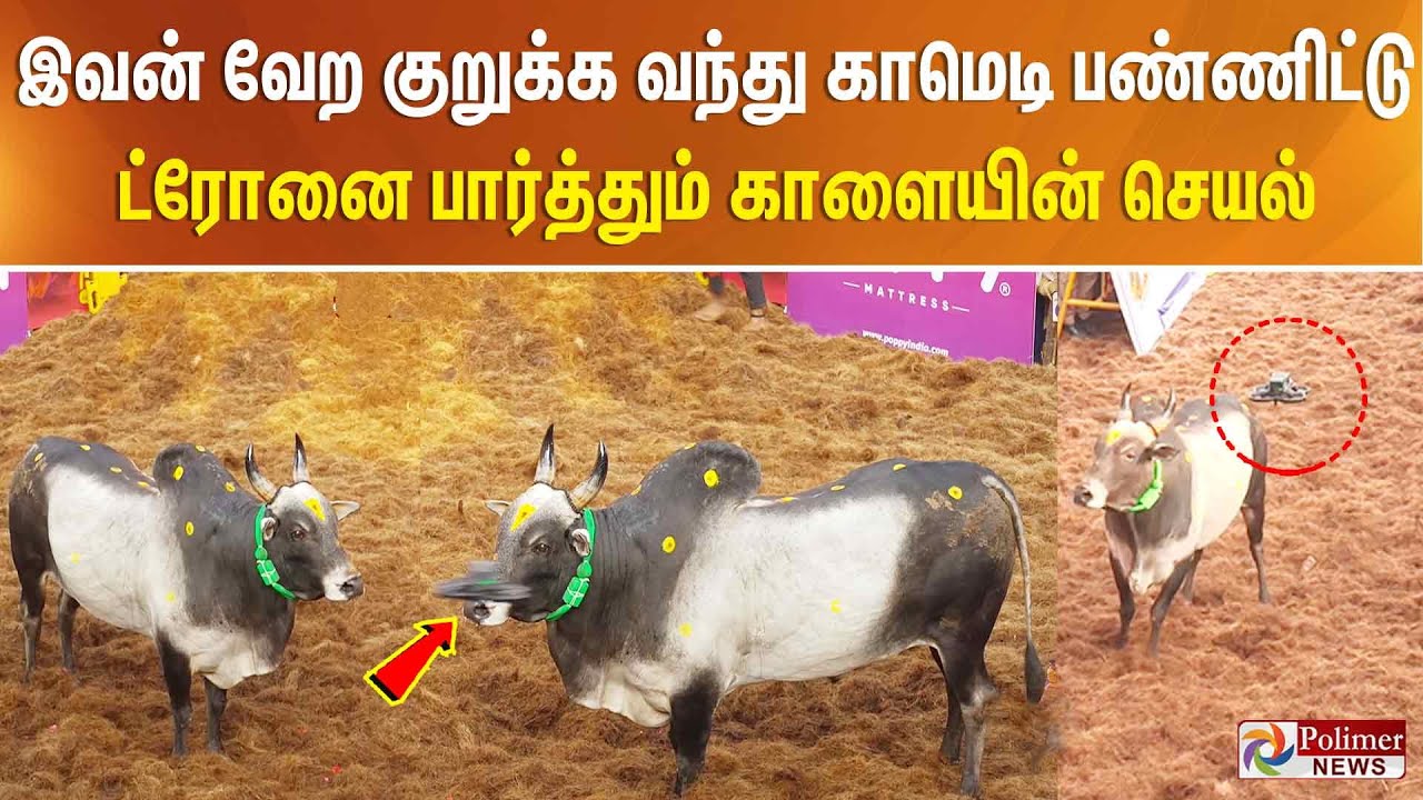 இவன் வேற குறுக்க வந்து காமெடி பண்ணிட்டு.. ட்ரோனை பார்த்தும் காளையின் செயல்..Alanganallur Jallikattu