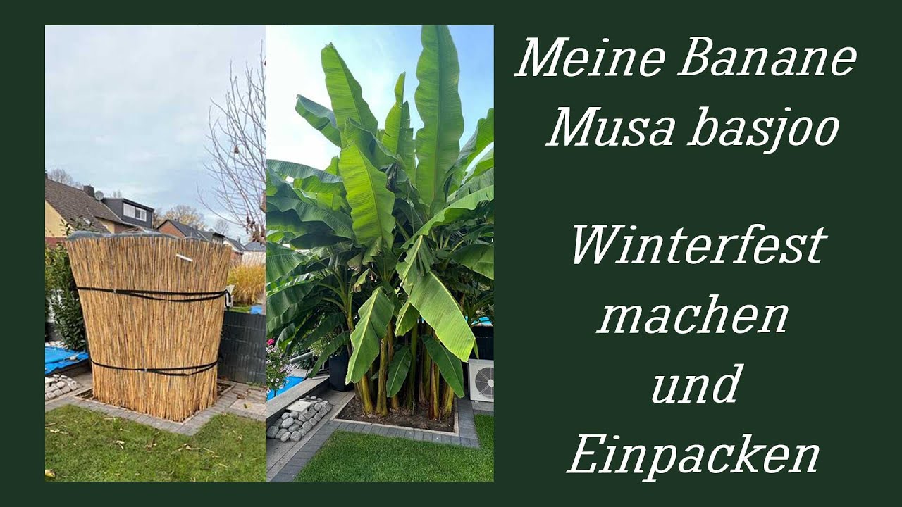 Banane winterfest verpacken