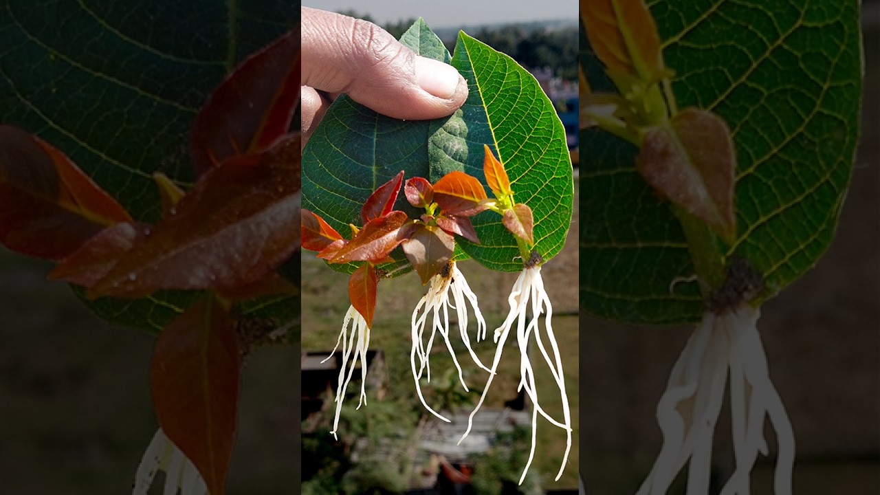 Simple idea for grow poinsettia plant at home from chilis || Easy idea//#garden #shorts #reelsvideo