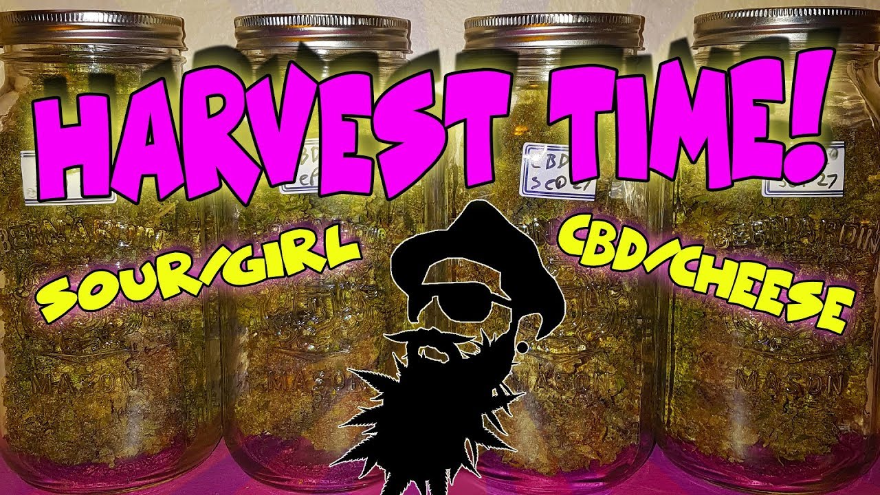 HARVEST TIME!  85 days from seed - How to grow AutoFlowers - CBD CHEESE & SOURGIRL (crop king seeds)