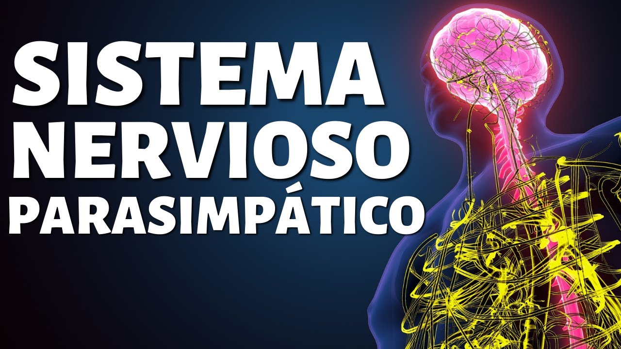 El SISTEMA NERVIOSO PARASIMPÁTICO: funciones, partes y conexiones🧠