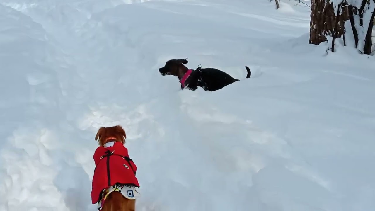 Winter wonderland puppies having fun in nature at its best together Zsa Zsa Gabor puppy @CP24 