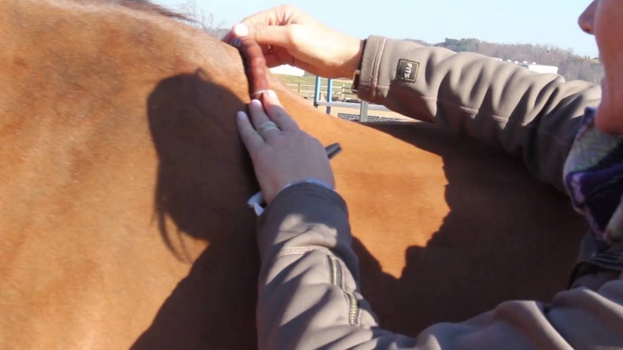 6 Steps to Properly Fitting Amerigo Saddles - Step 1