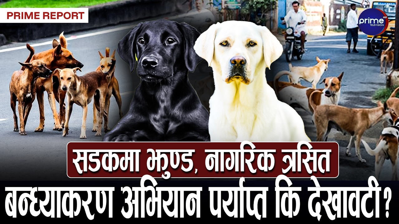 उपत्यकामा बढ्दो सामुदायिक कुकुर: जनसुरक्षा कि पशु अधिकार ? कुकुरको टोकाइ र रेबिजको त्रास
