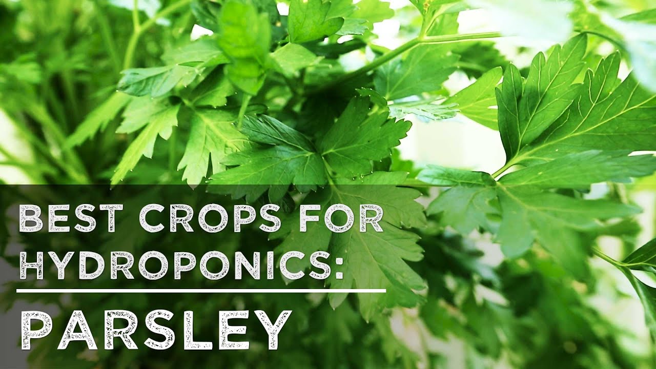 Best Crops for Hydroponics: Parsley