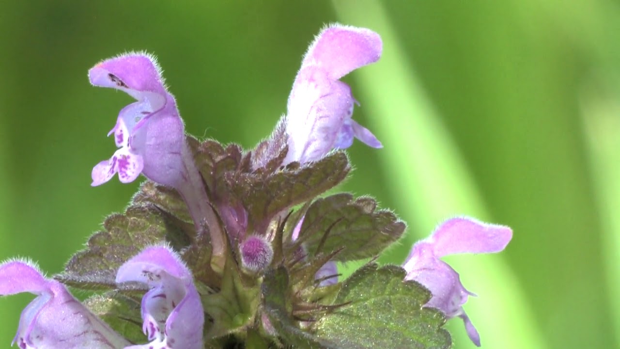 Lamium purpureum in close-up 🔴