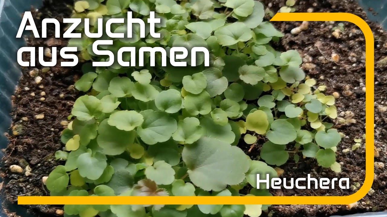 Neue Heucheras aus Saatgut / Verkreuzung / Anzucht #Heuchera #Purpurgl&ouml;ckchen