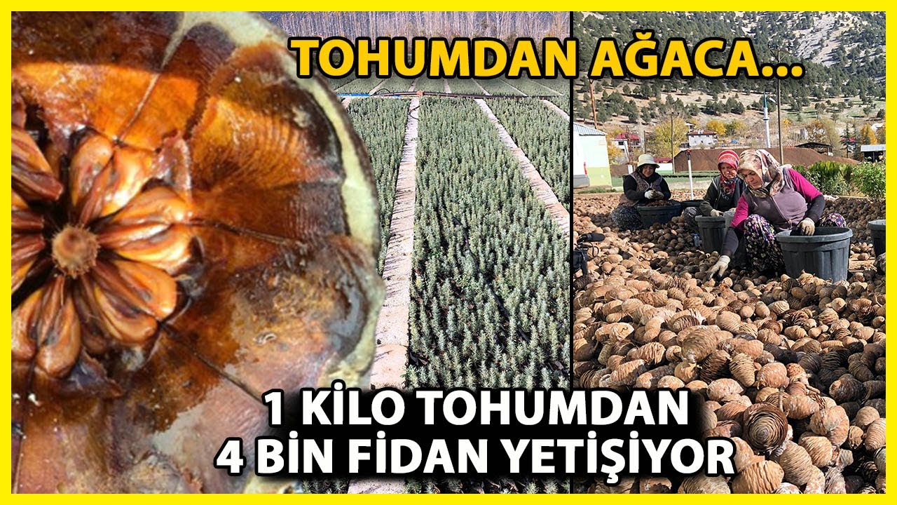 Sedir Tohumunun Ağaç Yolculuğu Başladı