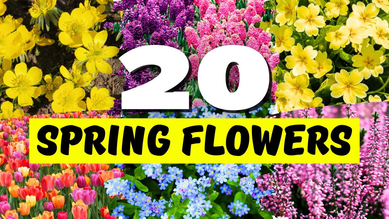The 20 Best Spring Flowers for a Colorful, Blooming Yard